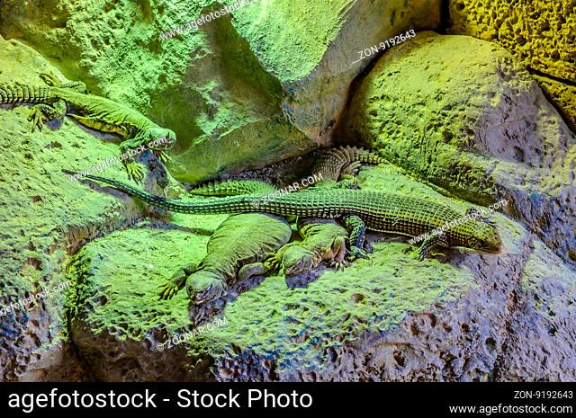 Plated lizzard in Loro Parque, Tenerife, Canary Islands