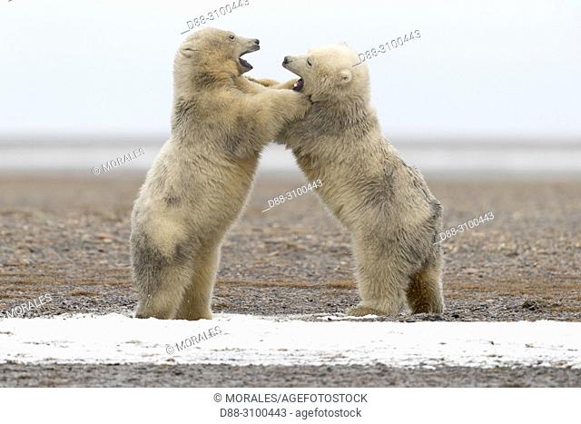 United States, Alaska, Arctic National Wildlife Refuge, Kaktovik, Polar Bear( Ursus maritimus ), babies playing along a barrier island outside Kaktovik, Alaska