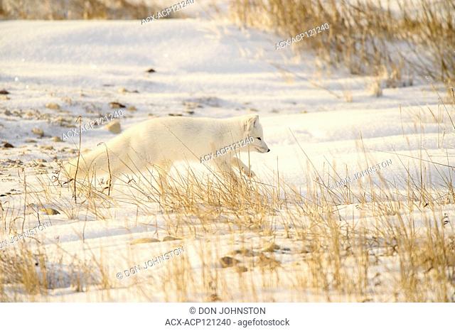 Arctic fox (Alopex ) Hunting in shoreline grasses