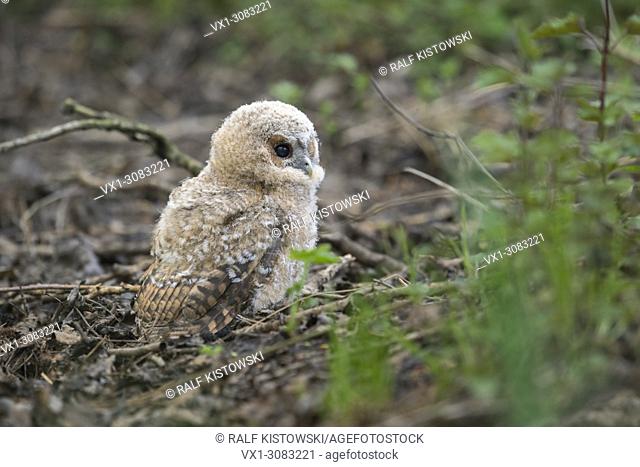 Tawny Owl ( Strix aluco ), very young fledgling, sits on the ground of a forest, its dark eyes wide open, threatened by raptors, wildlife, Germany