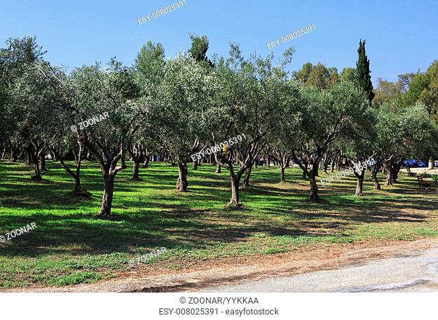 Olive grove in the territory of Porto Carras Grand Resort. Sithonia
