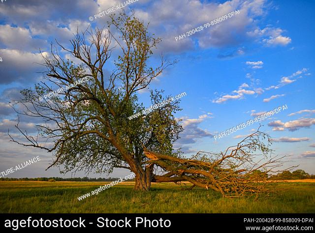 27 April 2020, Brandenburg, Reitwein: Two old trees, a willow tree and behind it a pear tree, stand in a meadow on the German-Polish border river Oder and are...