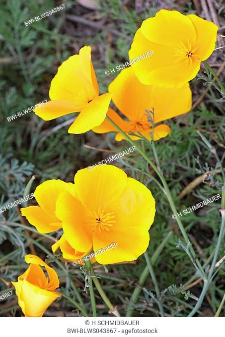 Californian poppy, California poppy, gold poppy Eschscholzia californica, flowers, Spain, Canary Islands, Teneriffa
