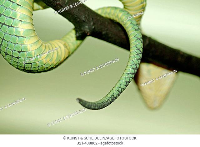 Green Pit Viper (Trimeresurus trigonocephalus). Poisonous. Lives in Sri Lanka