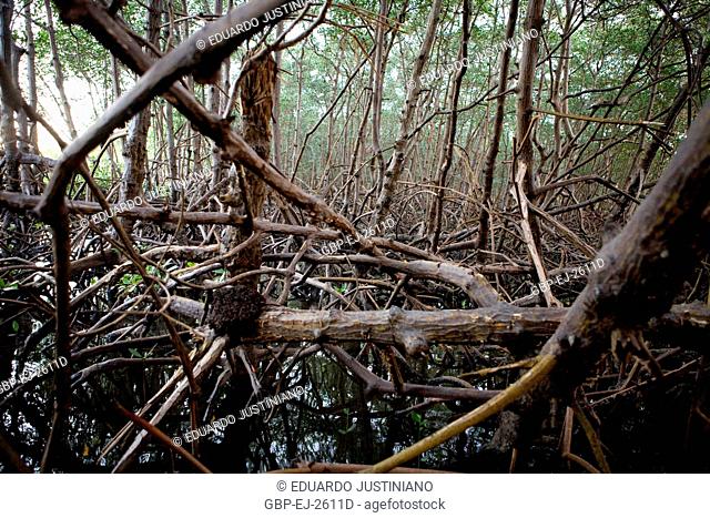Swamp, Planície Intertidal, Intertide River Mar, Canavieiras, Bahia, Brazil