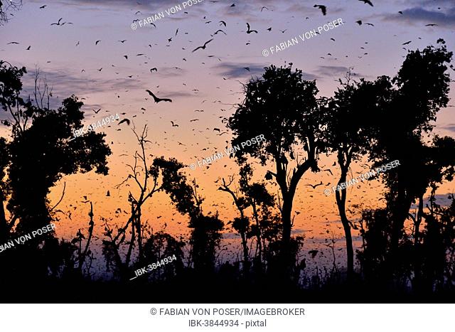 Straw-coloured Fruit Bats (Eidolon helvum), in flight at first light, Kasanka National Park, Zambia