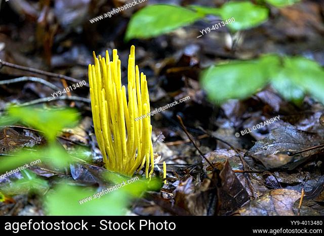Golden Spindles (Clavulinopsis fusiformis) species of coral fungus - DuPont State Recreational Forest - Cedar Mountain, near Brevard, North Carolina, USA