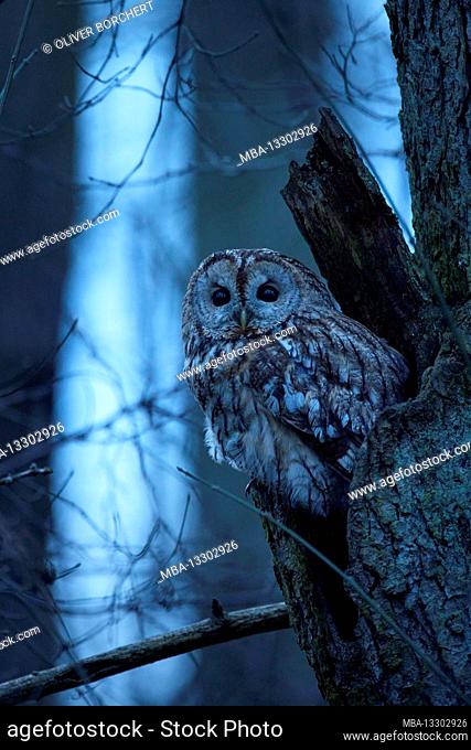 Tawny owl, owl, Strix aluco