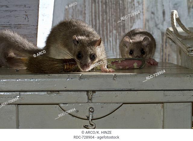 fat dormouse, edible dormouse (Glis glis) with paint brushes, old workshop, Europe