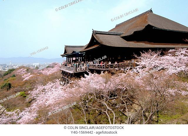 Kyoto Kiyomizudera Temple in Spring with cherry blossom