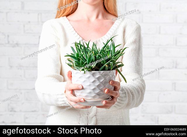 Women hands holding succulent