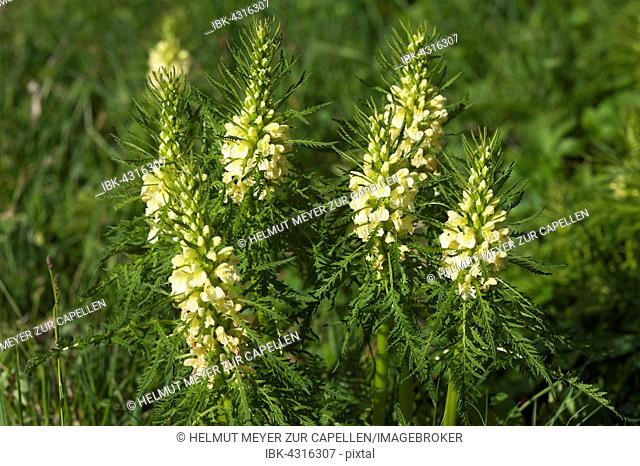Crested lousewort (Pedicularis comosa), Mittenwald, Bavaria, Germany