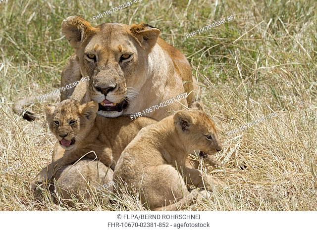 Masai Lion Panthera leo nubica adult female with cubs, resting in grass, Masai Mara, Kenya, August