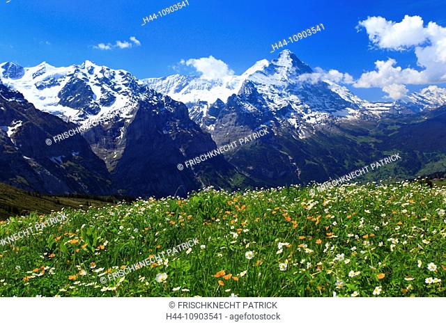 Alp, alps, flora, view, mountain, mountain panorama, mountains, mountain flora, mountain spring, mountain massif, mountain panorama, mountain wall, Bern
