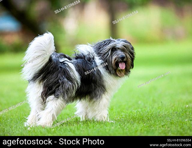Polish Lowland Sheepdog. Adult dog standing on a lawn. Germany