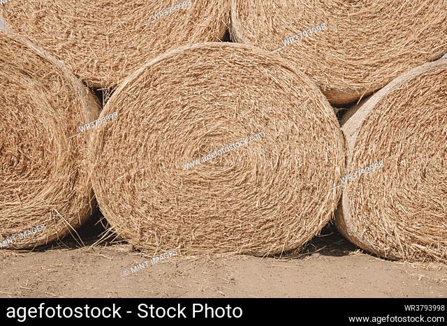 Stacked wrapped round hay bales in a field after harvest