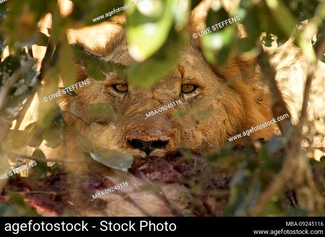 female lion guarded in her hiding place a killed buffalo. Near Lower Sabie in Kruger National Park