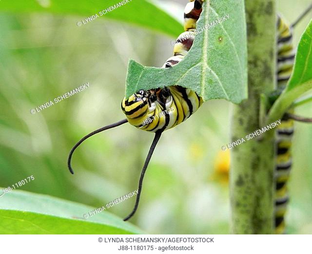 Two caterpillars of the Monarch butterfly, Danaus plexippus, eating leaves and flower buds of the Swan Plant Milkweed, also called Tennis Ball Bush