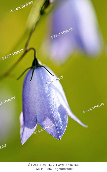 Harebell, Campanula rotundifolia, hanging blueish purple flower