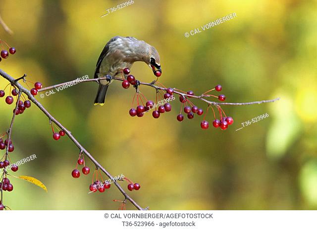 A Cedar Waxwing (Bombycilla cedrorum) feeding on crabapples in the north end of New York City's Central Park on a sunny fall day. USA