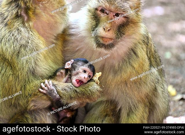 PRODUCTION - 19 May 2022, Baden-Wuerttemberg, Salem: A few days old baby Barbary ape sits between two female Barbary apes in the ape mountain