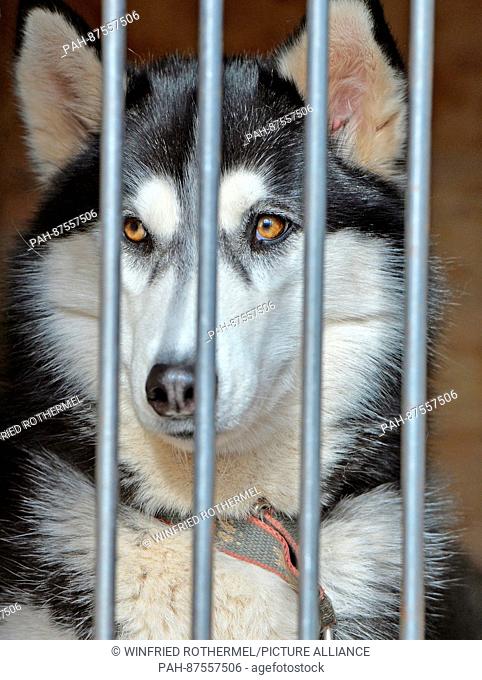 Sledgedog looking out of his transport-box, Todtmoos, Jan. 30, 2016. | usage worldwide. - Todtmoos/Baden-Württemberg/Germany