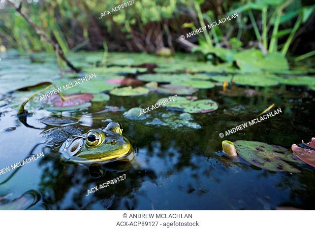 Bullfrog (Rana catesbeiana) in wetland on Horseshoe Lake in Muskoka near Rosseau, Ontario, Canada