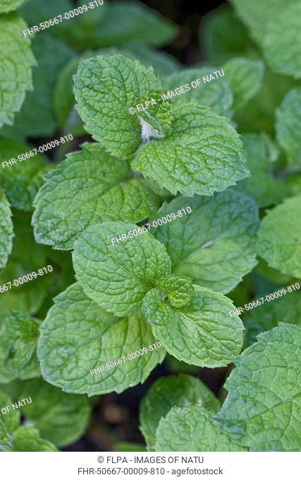 Apple Mint Mentha suaveolens close-up of leaves, growing in herb garden, England, summer