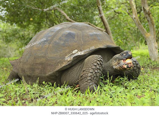 Indefatigable Island Giant Tortoise (Chelonoidis porteri) messily eating guava fruit on Santa Cruz Island in the Galapagos Islands, Ecuador, South America