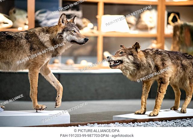 03 December 2019, North Rhine-Westphalia, Münster: In the LWL Museum für Naturkunde of the Westfälisches Landesmuseum there are two stuffed wolves