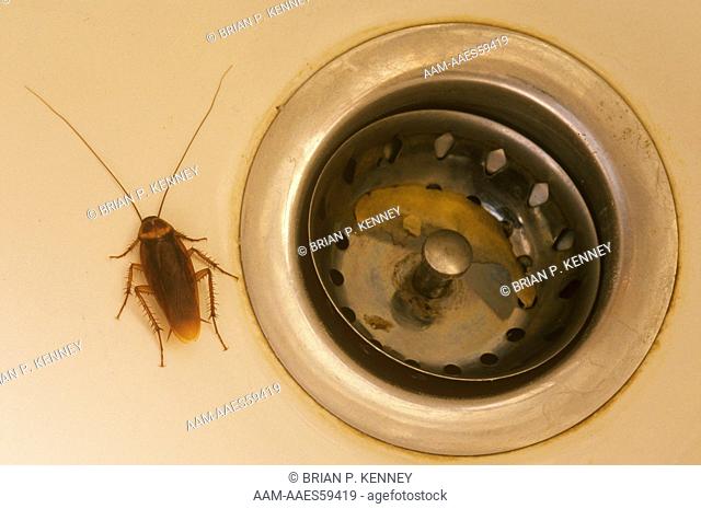 American Cockroach (Periplaneta americana) at Sink, Florida, common household pest