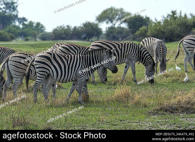 Plains zebras (Equus quagga, formerly Equus burchellii) on the floodplains in the Gomoti Plains area, a community run concession