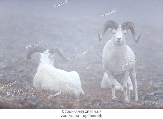 Dall Sheep rams in fog on an alpine meadow