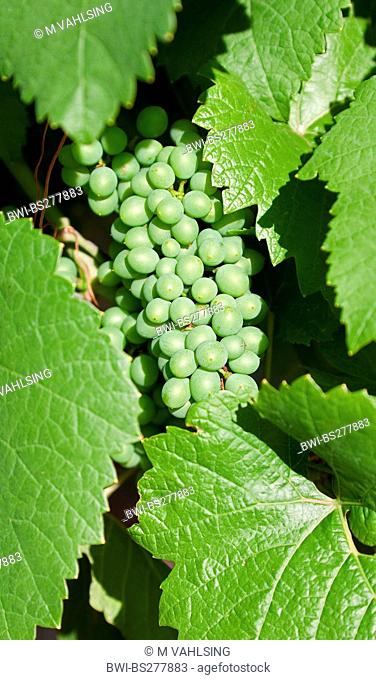 grape-vine, vine Vitis vinifera, grapes of pinot gris, France, Haut-Rhin, Alsace