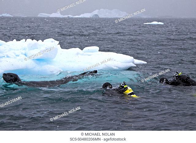 Divers Lisa Trotter and Robert Alexander enter the water with a large, curious, female leopard seal Hydrurga leptonyx near Booth Island on the western side of...