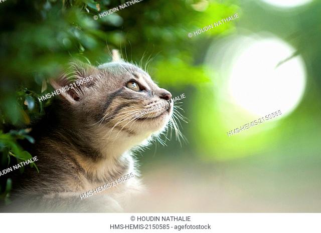 France, Isere, domestic tabby cat (Felis silvestris catus), 2 months