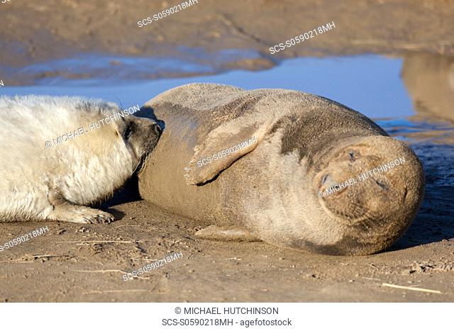 Grey Seal Halichoerus grypus adult female mother suckling pup November Donna Nook, Lincolnshire, UK