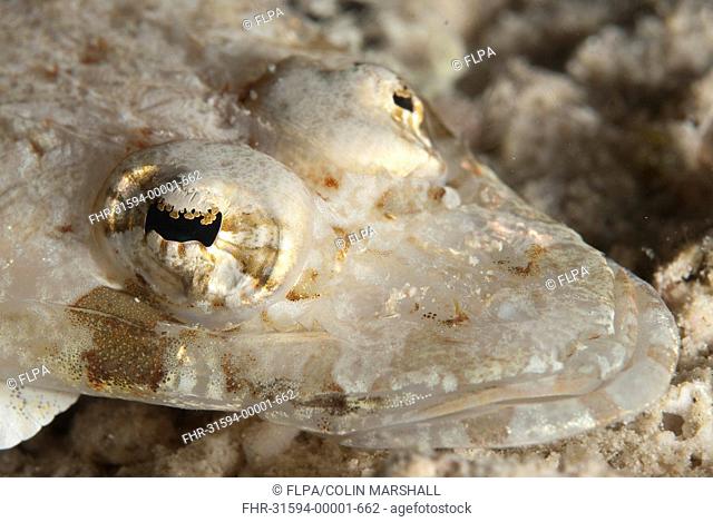 Longsnout Flathead Thysanophrys chiltonae adult, close-up of head, Mabul Island, Sabah, Borneo, Malaysia