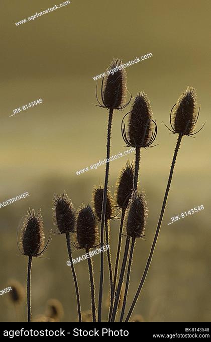 Wild teasels (Dipsacus sylvestris), fruit stand with hoarfrost in morning light, backlight, Hesse, Germany, Europe