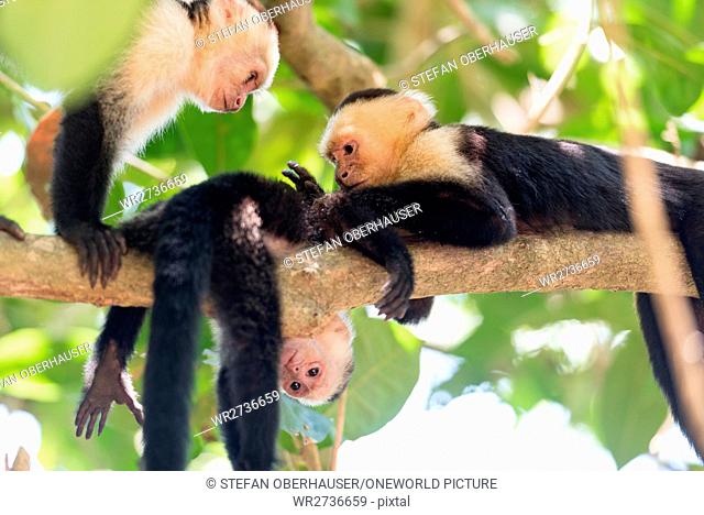Costa Rica, Puntarenas, Quepos, Manuel Antonio National Park, White-faced capuchin monkey with louse on a tree, White-faced capuchin monkey - Cebus capucinus