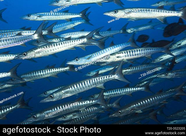Shoal of Blackfin Barracuda, Sphyraena qenie, Kimbe Bay, New Britain, Papua New Guinea
