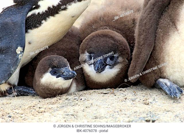 African Penguin (Spheniscus demersus), young, Boulders Beach, Simon's Town, Western Cape, South Africa