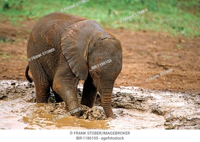 A young elephant (Loxodonta africana), Sheldrick's Elephant Orphanage, an orphanage for elephants, Nairobi Game Park, Kenya, Africa