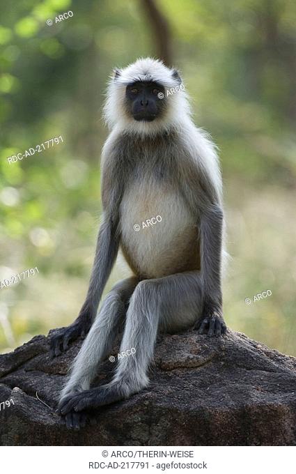 Hanuman Langur, Pench national park, Madhya Pradesh, India, Presbytis entellus, Entellus Langur, Hulman