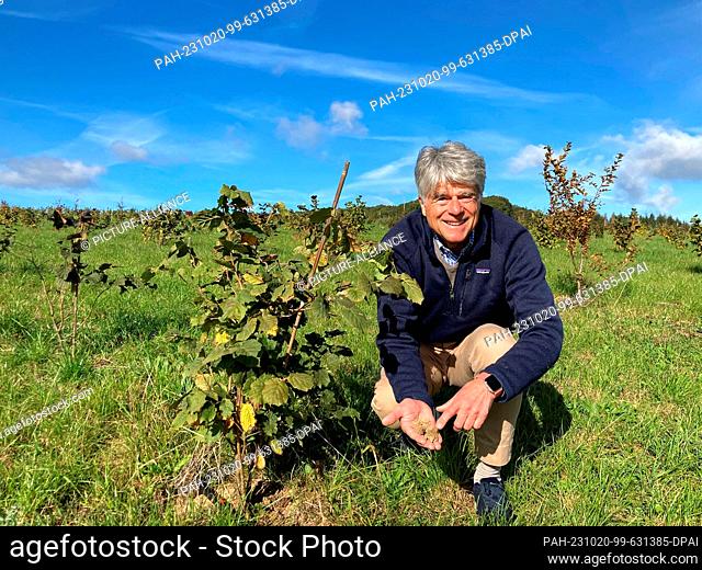 PRODUCTION - 16 October 2023, Rhineland-Palatinate, Seibersbach: Truffle farmer Job von Nell uses a hazelnut tree to demonstrate the calcareous soil needed for...