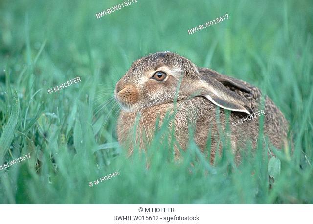 European hare Lepus europaeus, juvenil, Mai 96
