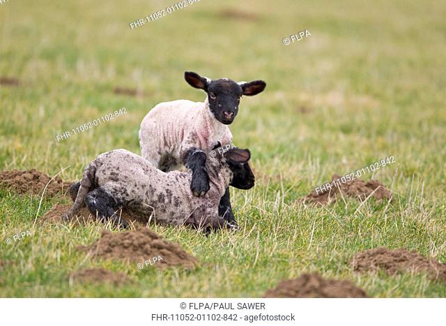 Domestic Sheep, Suffolk mule, twin lambs, four-days old, playing in pasture, Suffolk, England, february