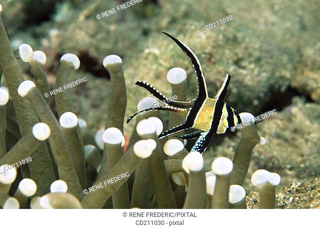 Banggai Cardinal fish (Pterapogon kauderni) in sea anemone. Indonesia