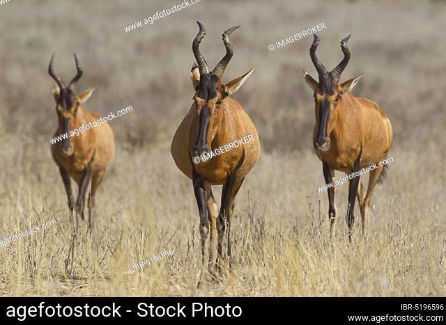 Red Hartebeests (Alcelaphus buselaphus), Kgalagadi Transfrontier Park, South Africa, Africa