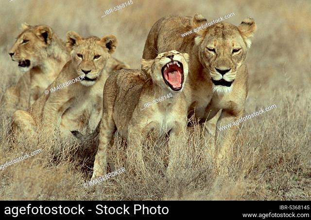 African lions (Panthera leo), females and cubs, Serengeti National Park, nian lion, lioness, Tanzania, Africa